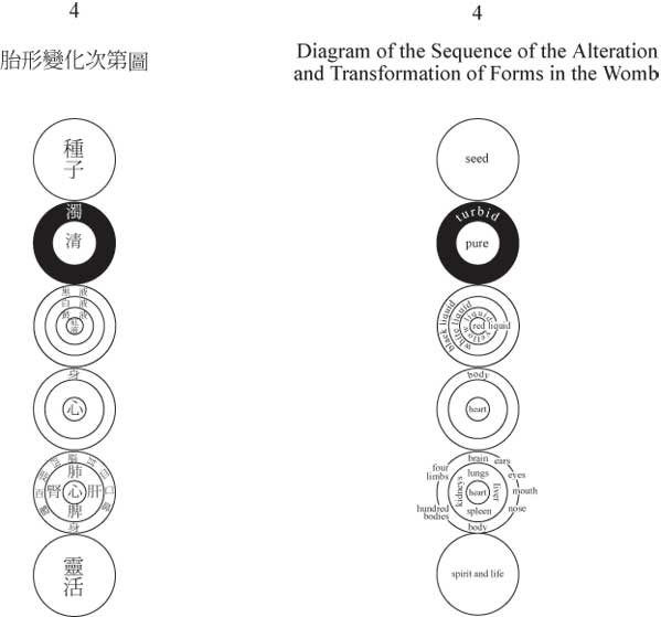 Diagram of the Sequence of the Alteration and Transformation of Forms in the Womb - five circles in a vertical line